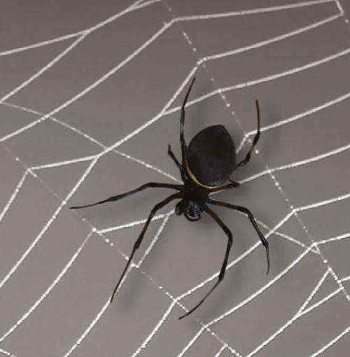 spin in een web