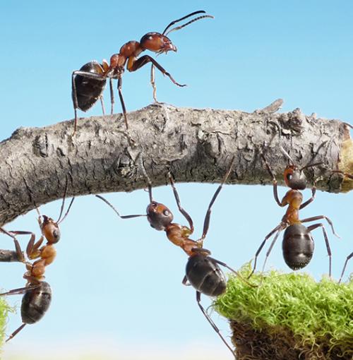 Mieren werken samen om stok te verplaatsen