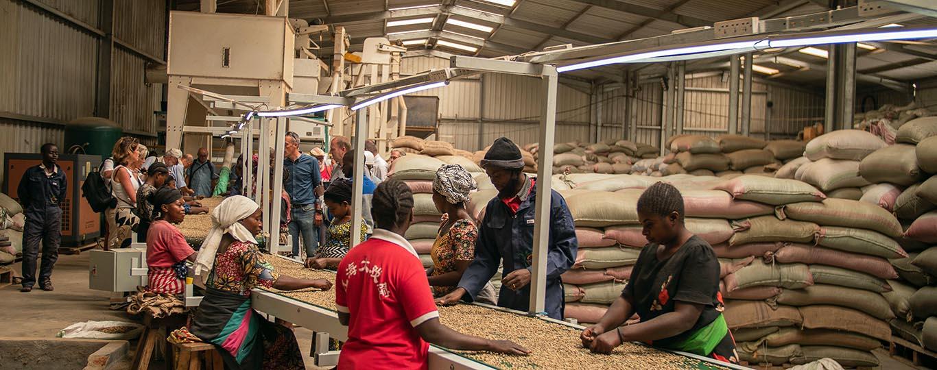 arbeiders selecteren koffiebonen in een fabriek in Afrika