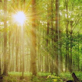 zonlicht in een loofbomenbos